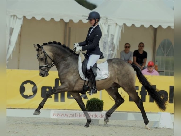 Poney de selle allemand Jument 2 Ans in Adelheidsdorf