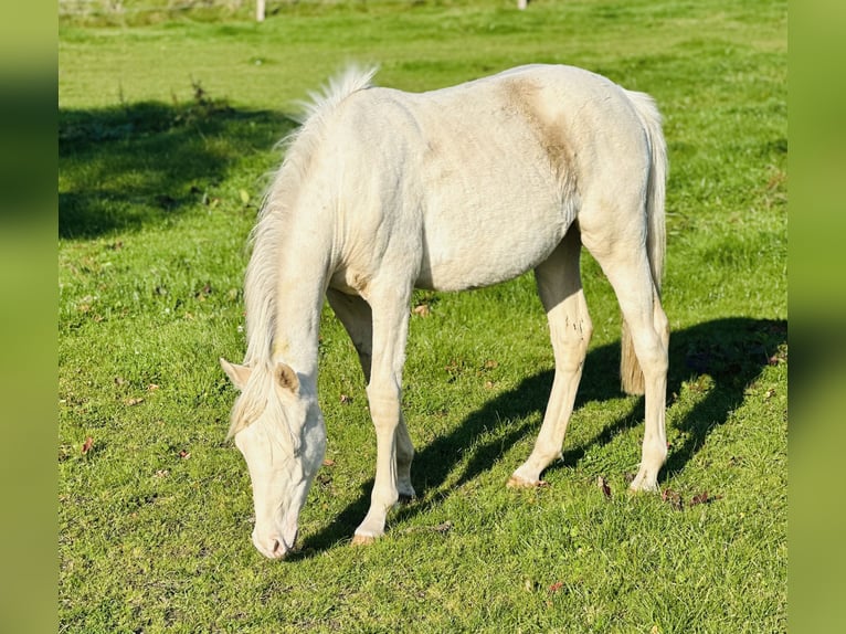 Poney de selle allemand Jument 2 Ans Cremello in Blomberg