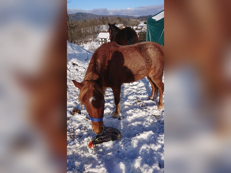 Poney de selle allemand Jument 3 Ans 126 cm Peut devenir gris in Ringelai
