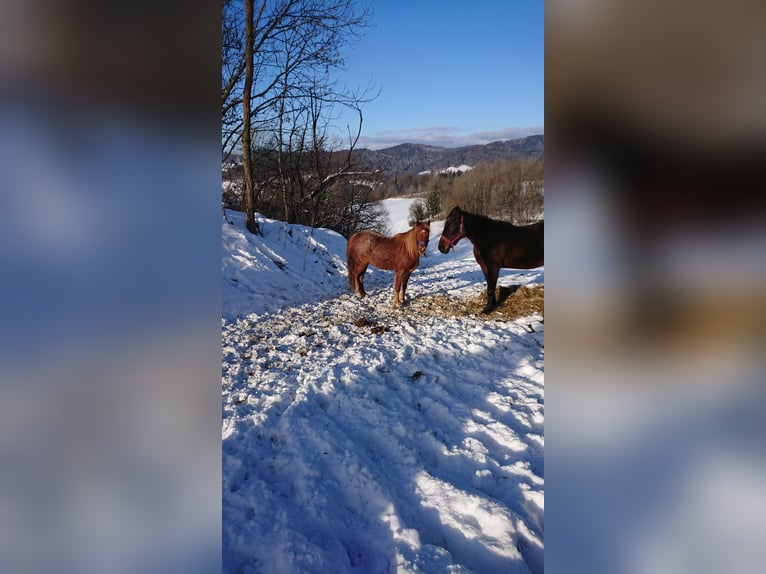 Poney de selle allemand Jument 3 Ans 126 cm Peut devenir gris in Ringelai