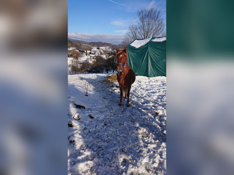 Poney de selle allemand Jument 3 Ans 126 cm Peut devenir gris in Ringelai