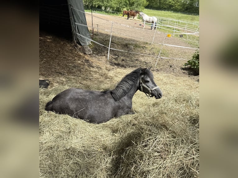 Poney de selle allemand Jument 3 Ans 130 cm Gris in Vierlinden