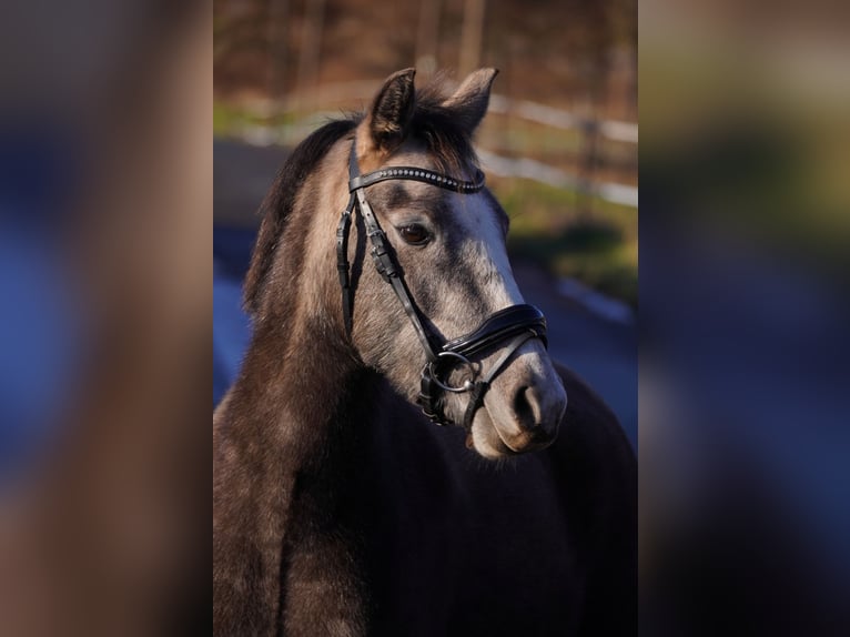 Poney de selle allemand Jument 3 Ans 135 cm Gris in Gera