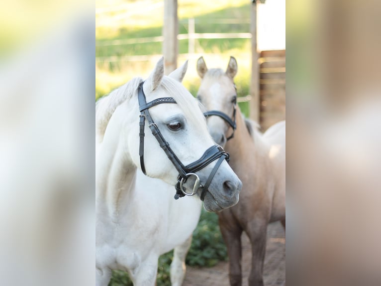 Poney de selle allemand Jument 3 Ans 135 cm Gris in Gera