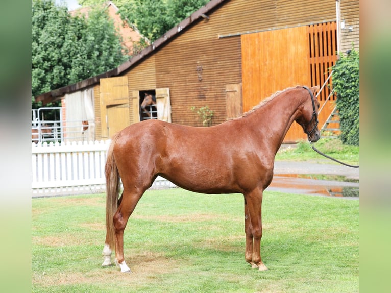 Poney de selle allemand Jument 3 Ans 136 cm Alezan brûlé in Stuhr
