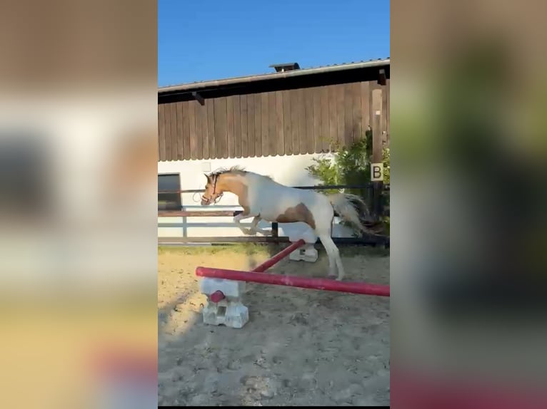 Poney de selle allemand Croisé Jument 3 Ans 136 cm Buckskin in Wiehl