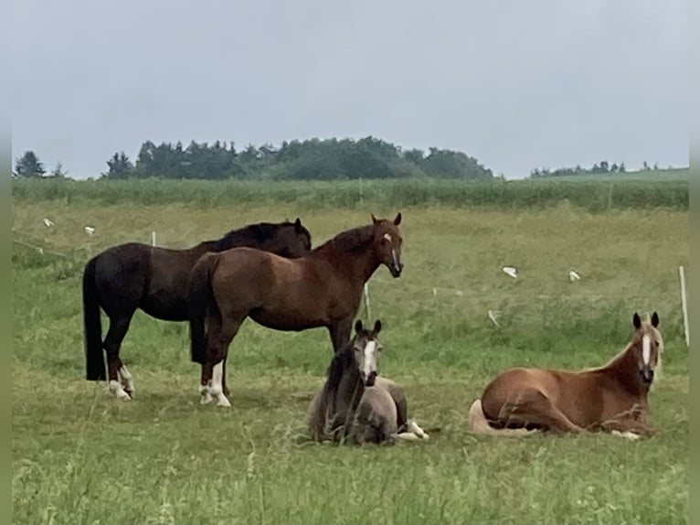 Poney de selle allemand Jument 3 Ans 138 cm Buckskin in Trochtelfingen