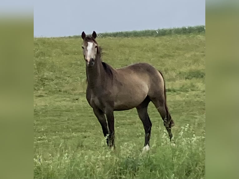 Poney de selle allemand Jument 3 Ans 138 cm Buckskin in Trochtelfingen