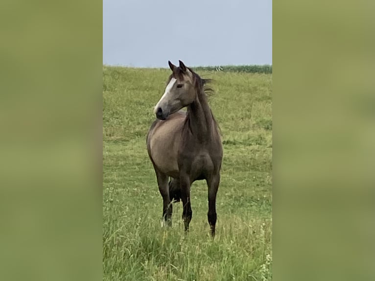 Poney de selle allemand Jument 3 Ans 138 cm Buckskin in Trochtelfingen
