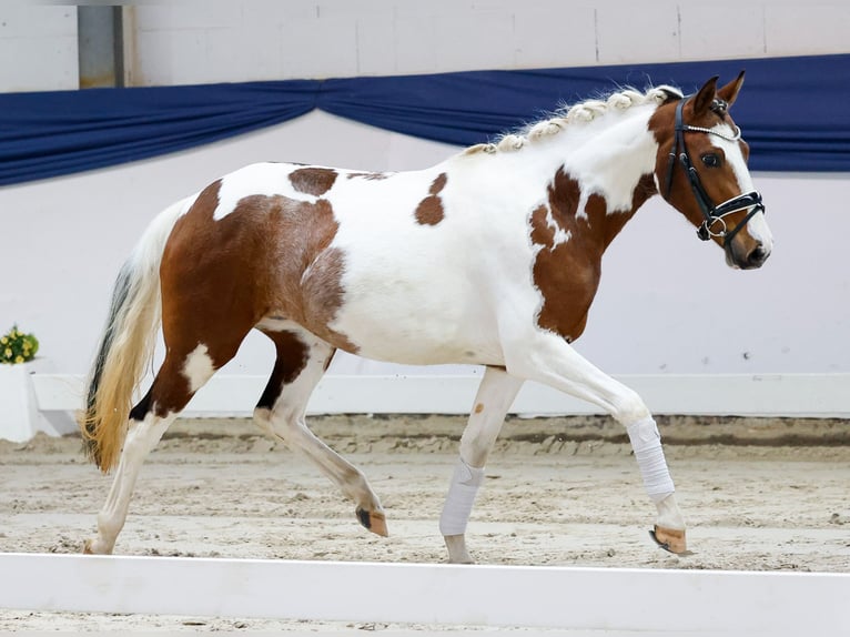 Poney de selle allemand Jument 3 Ans 138 cm Pinto in Marsberg