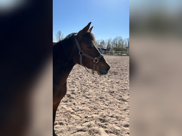 Poney de selle allemand Jument 3 Ans 139 cm Bai in Niederzimmern