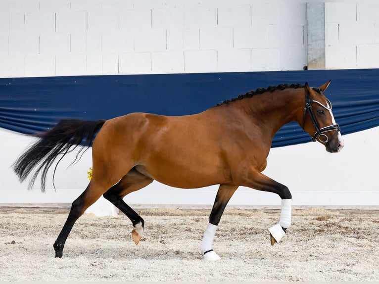 Poney de selle allemand Jument 3 Ans 139 cm Bai in Marsberg