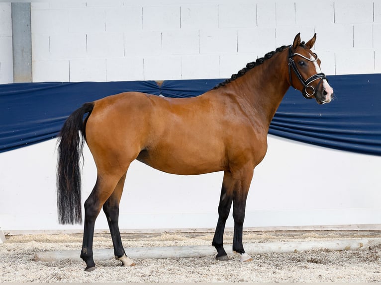 Poney de selle allemand Jument 3 Ans 139 cm Bai in Marsberg