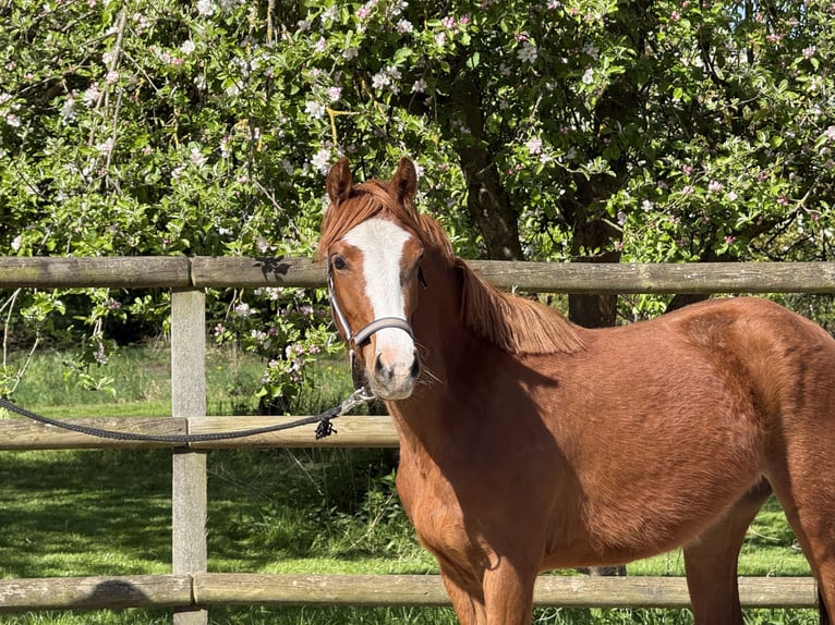Poney de selle allemand Jument 3 Ans 140 cm Alezan in TwistringenTwistringen