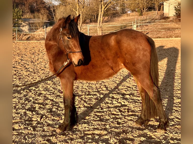 Poney de selle allemand Croisé Jument 3 Ans 140 cm Bai in Warnow