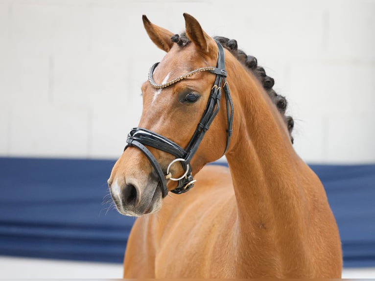 Poney de selle allemand Jument 3 Ans 141 cm Bai in Marsberg