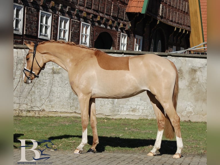 Poney de selle allemand Jument 3 Ans 141 cm  in Osnabrück