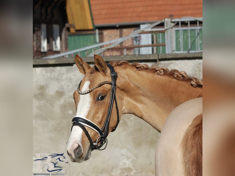 Poney de selle allemand Jument 3 Ans 141 cm  in Osnabrück