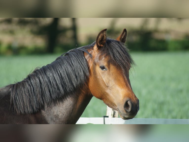 Poney de selle allemand Jument 3 Ans 142 cm Bai brun in Alfhausen