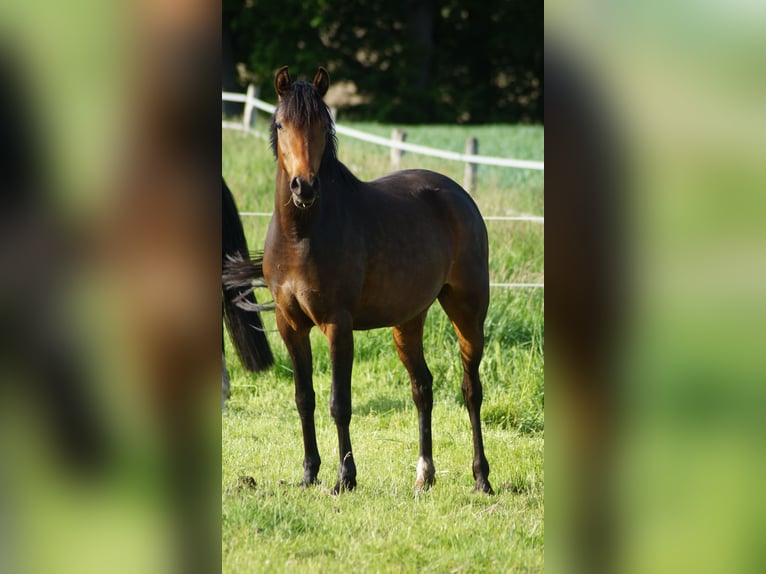 Poney de selle allemand Jument 3 Ans 142 cm Bai brun in Alfhausen