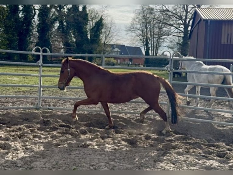 Poney de selle allemand Jument 3 Ans 143 cm Alezan in Ankum