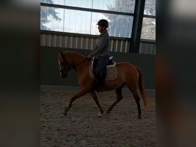 Poney de selle allemand Jument 3 Ans 143 cm Alezan in Velpke