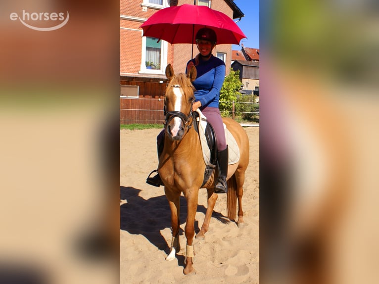 Poney de selle allemand Jument 3 Ans 143 cm Alezan in Velpke
