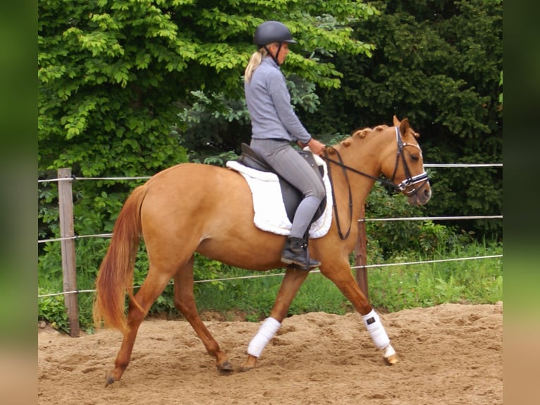 Poney de selle allemand Jument 3 Ans 143 cm Alezan in Velpke