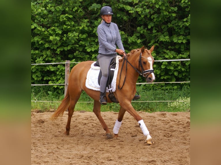 Poney de selle allemand Jument 3 Ans 143 cm Alezan in Velpke