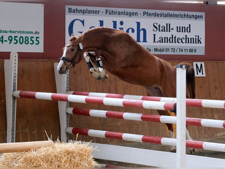 Poney de selle allemand Jument 3 Ans 143 cm Alezan in Nottuln