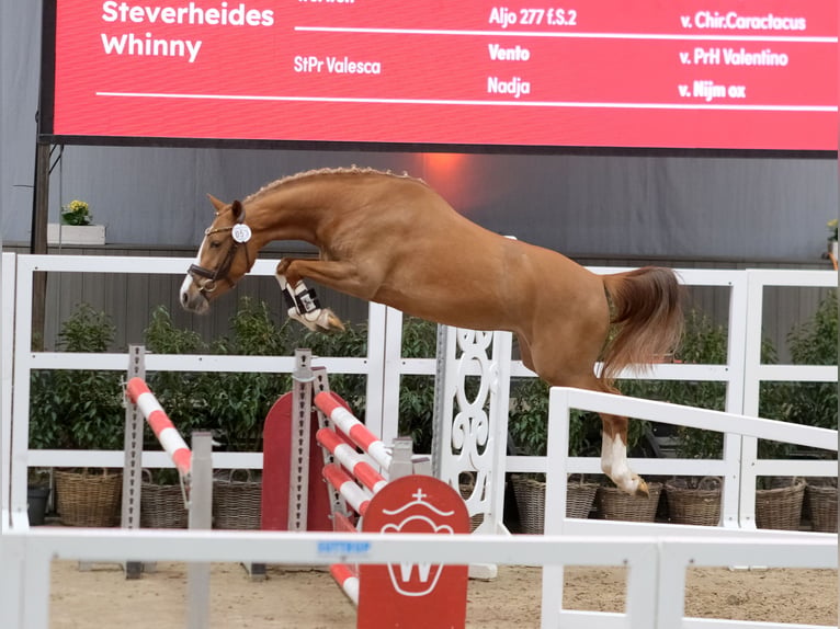 Poney de selle allemand Jument 3 Ans 143 cm Alezan in Nottuln
