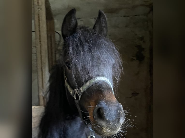 Poney de selle allemand Jument 3 Ans 143 cm Bai brun foncé in Suhlendorf