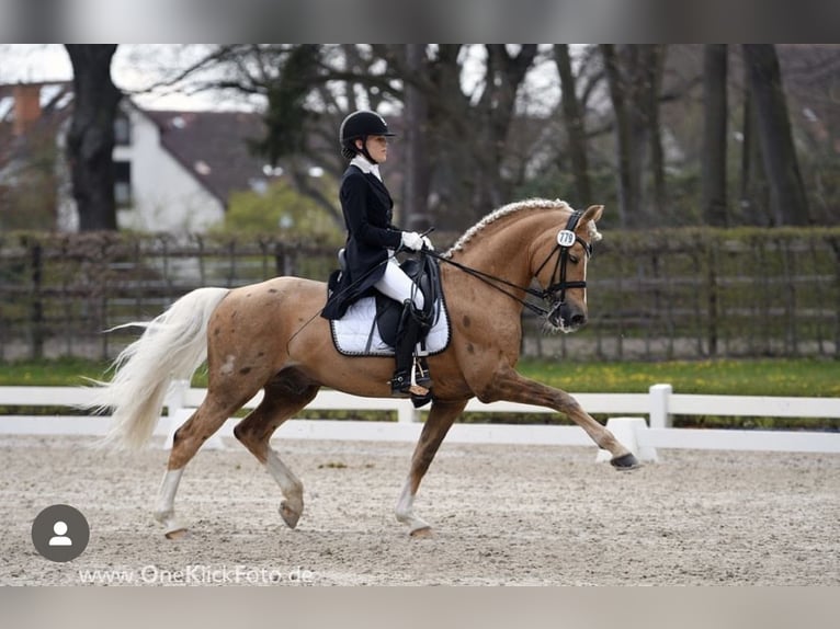 Poney de selle allemand Jument 3 Ans 144 cm Alezan brûlé in Deinste