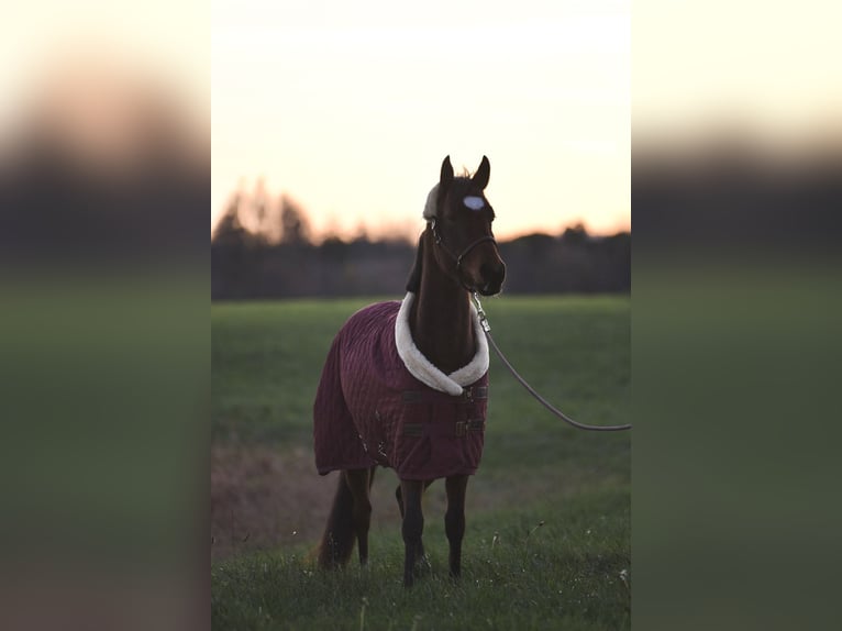 Poney de selle allemand Jument 3 Ans 144 cm Bai brun in Bernitt