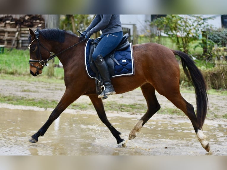 Poney de selle allemand Jument 3 Ans 144 cm Bai brun in Bernitt