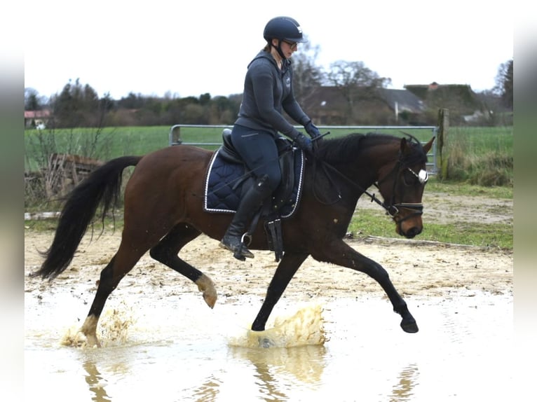 Poney de selle allemand Jument 3 Ans 144 cm Bai brun in Bernitt