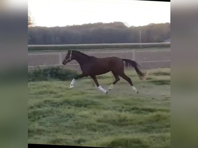 Poney de selle allemand Jument 3 Ans 144 cm Bai in Daleiden