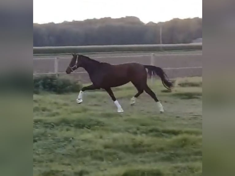 Poney de selle allemand Jument 3 Ans 144 cm Bai in Daleiden