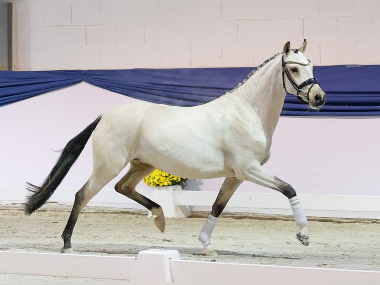 Poney de selle allemand Jument 3 Ans 144 cm Isabelle in Marsberg