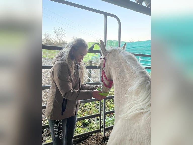 Poney de selle allemand Jument 3 Ans 144 cm Palomino in Aichtal