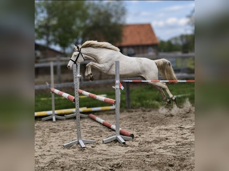 Poney de selle allemand Jument 3 Ans 144 cm Perlino in Bippen
