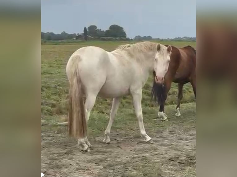 Poney de selle allemand Jument 3 Ans 144 cm Perlino in Lintig