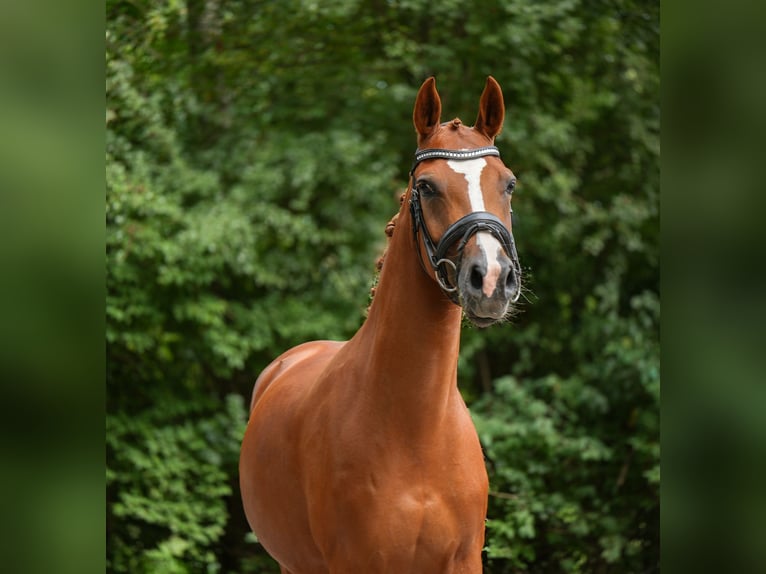 Poney de selle allemand Jument 3 Ans 145 cm Alezan in Grube