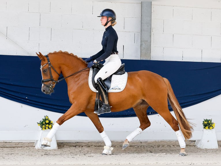 Poney de selle allemand Jument 3 Ans 145 cm Alezan in Marsberg