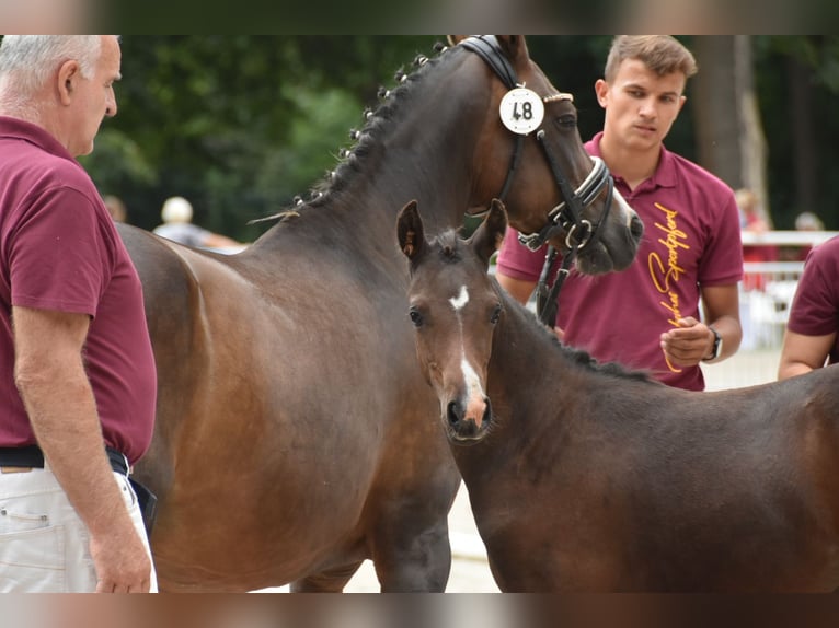 Poney de selle allemand Jument 3 Ans 145 cm Bai brun in Wegeleben