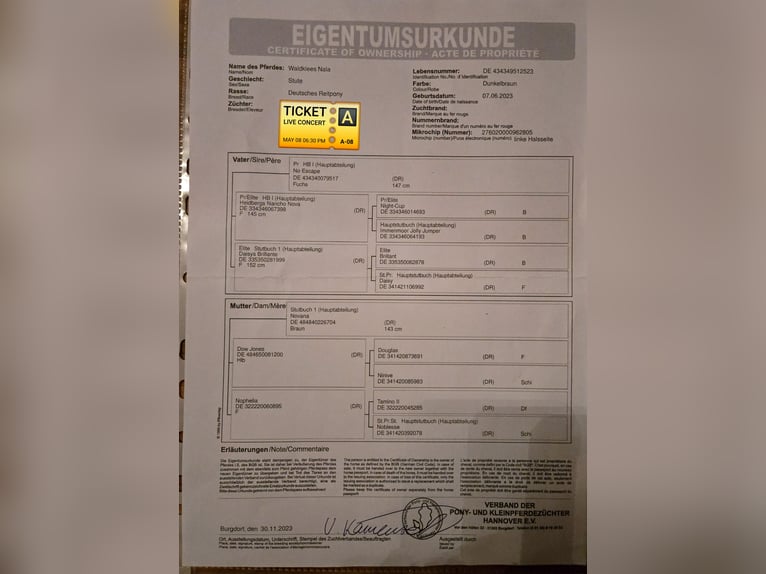 Poney de selle allemand Jument 3 Ans 145 cm Bai in Saarbrücken