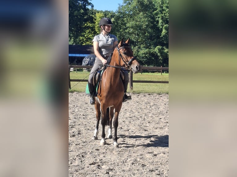Poney de selle allemand Jument 3 Ans 145 cm Bai in Hagen im Bremischen