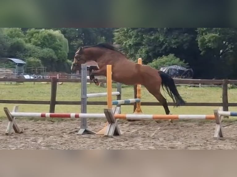 Poney de selle allemand Jument 3 Ans 145 cm Bai in Hagen im Bremischen