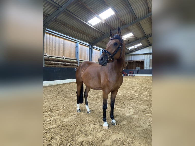 Poney de selle allemand Jument 3 Ans 145 cm Bai in Hagen im Bremischen