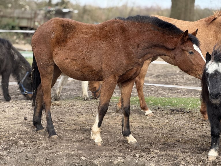 Poney de selle allemand Jument 3 Ans 145 cm Bai in Kastorf